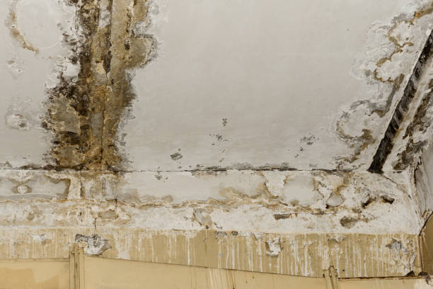 Best Mold Removal for HVAC Installations  in Bokeelia, FL