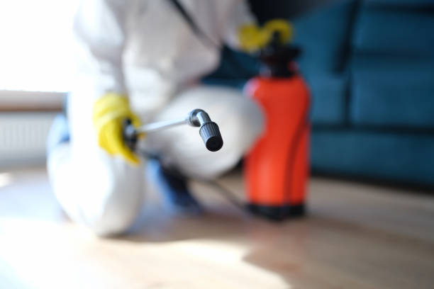Best Mold Odor Removal Services  in Bokeelia, FL