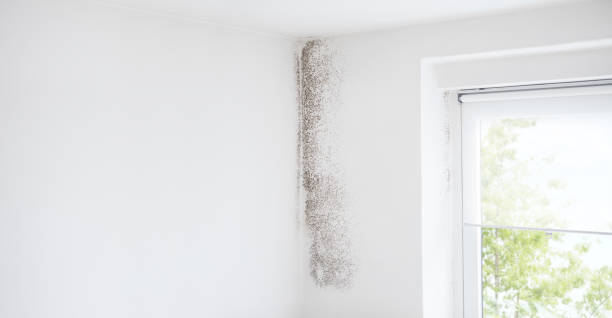 Best Emergency Mold Remediation  in Bokeelia, FL