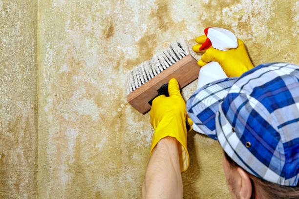 Best Industrial Mold Remediation  in Bokeelia, FL