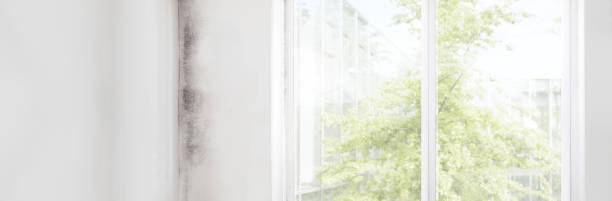 Best Biohazard Mold Removal  in Bokeelia, FL