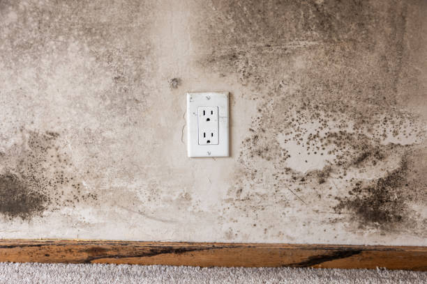 Best Emergency Mold Remediation  in Bokeelia, FL