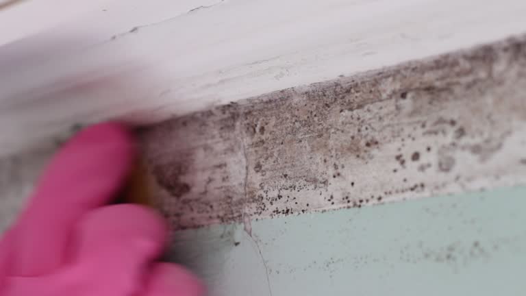 Best HVAC Mold Inspection and Cleaning  in Bokeelia, FL